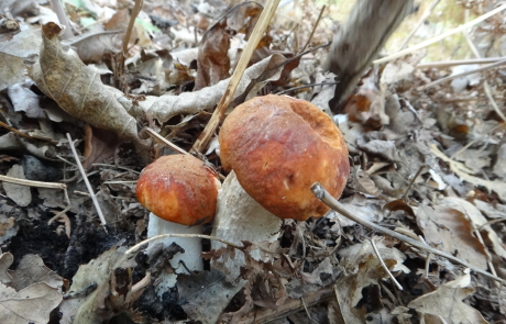 Funghi porcini dell'Etna