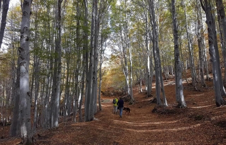 Faggeta Timpa Rossa - ph L.Tosto