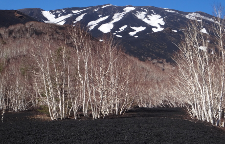 Betulla Aetnensis - ph. L. Patti