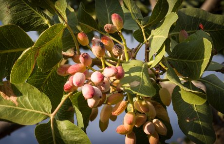 Pistacchi di Bronte