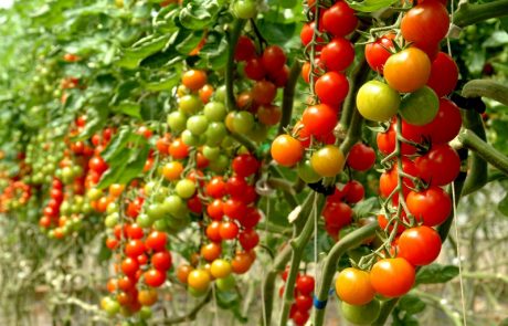 Pomodori Pachino