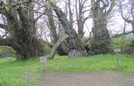 Sant’Alfio, Castagno dei Cento Cavalli