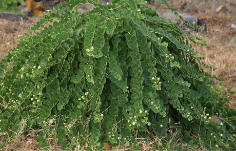 Capperi di Pantelleria