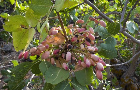 Pistacchi di Bronte